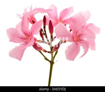 Oleanderblüten auf weißem Hintergrund isoliert Stockfoto