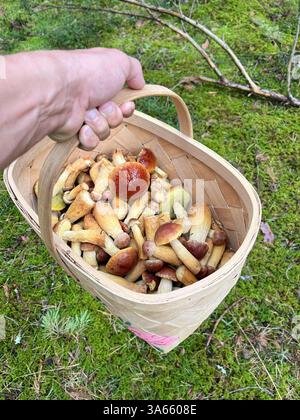 Eine Hand hält einen gewebten Korb mit frisch geernteten Pilzen in einer lebhaften grünen Umgebung, die an Abenteuer erinnert Stockfoto