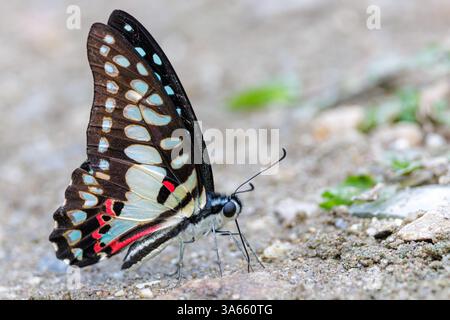 Der gewöhnliche Jay-Schmetterling, Graphium Doson, ernährt sich von nassem Schmutz, Thailand; Stockfoto