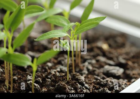 Junge Chili-Pflanze im Boden Stockfoto