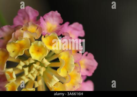 Nahaufnahme von lantana Blume Stockfoto