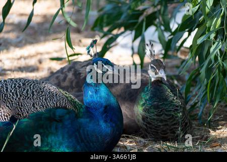 Indische Pfaue (blauer Pfauz, Pavo cristatus) Stockfoto