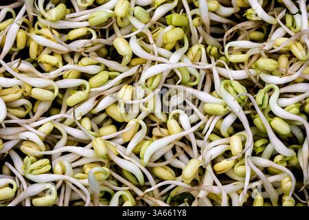 Frische Mung-Bohnensprossen auf Holzoberfläche. Makroaufnahme frischer Bohnensprossen Stockfoto