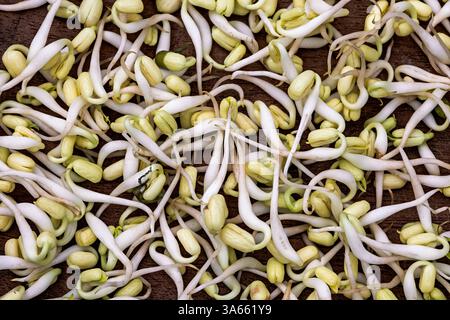 Makroaufnahme frischer Bohnensprossen. Nahaufnahme der Rohen Bohnensprossen Stockfoto