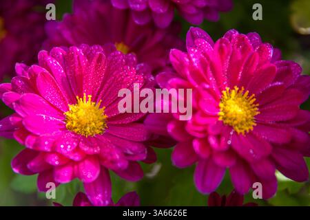 Chrysanthemen-Blüten in leuchtend rosa und gelben Farben Stockfoto