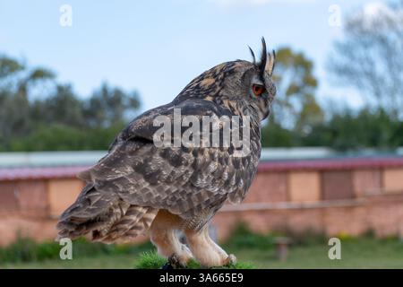 Eurasische Adler-Eule (Bubo Bubo) Stockfoto