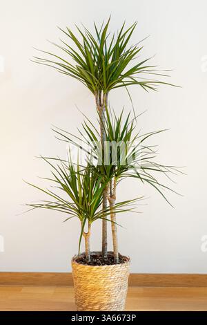 Dracaena marginata (Madagaskar Dragon Tree, Red Edge Dracaena) Pflanze Stockfoto