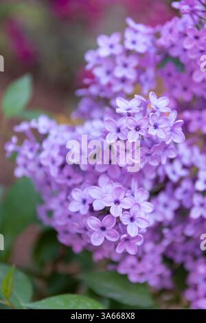 Syringa vulgaris (Flieder) Zweig in voller Blüte im Frühjahr Stockfoto