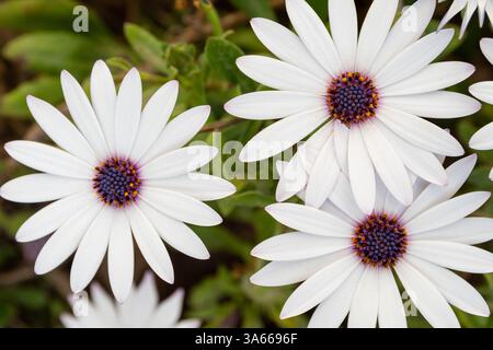 Weiß Kapkörbchen (Osteospermum) Blüte Stockfoto