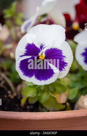 Stiefmütterchenblume im Frühling Stockfoto