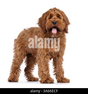 Freundlicher Labradoodle-Hündchen, der seitlich aufsteht. Blick direkt auf die Kamera. Mund öffnen Zunge heraus. Isoliert auf weißem Hintergrund. Stockfoto