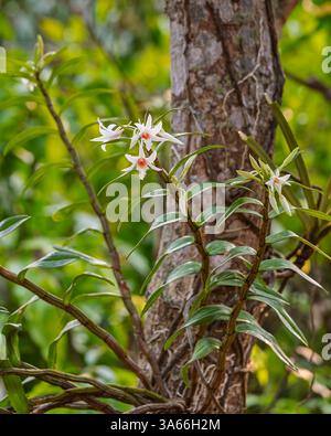 Vertikale Nahaufnahme der epiphytischen Orchideenarten dendrobium draconis mit zarten weißen und orangen Blüten, die im tropischen Garten im Freien blühen Stockfoto