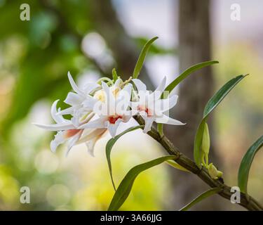 Nahaufnahme der hellen weißen und orangen Blumen der tropischen epiphytischen Orchideenarten dendrobium draconis, die draußen auf natürlichem Hintergrund blühen Stockfoto