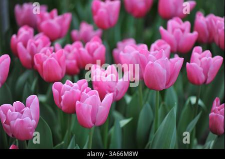 Pink Triumph Tulpen (Tulipa) Pink Power blühen im April in einem Garten Stockfoto