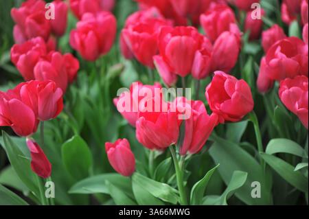 Rote mehrblütige Triumph Tulpen (Tulipa) Pieternella Maria blühen im April in einem Garten Stockfoto