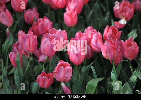Pink Single Early Tulpen (Tulipa) Pink Experience blühen im April in einem Garten Stockfoto