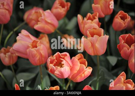 Rosa und gelbe Triumph Tulpen (Tulipa) Pink Jimmy blühen im April in einem Garten Stockfoto