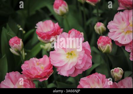 Rosa und weiße Pfingstrosen blühende Doppel-SpätTulpen (Tulipa) Pink Size blüht im April in einem Garten Stockfoto