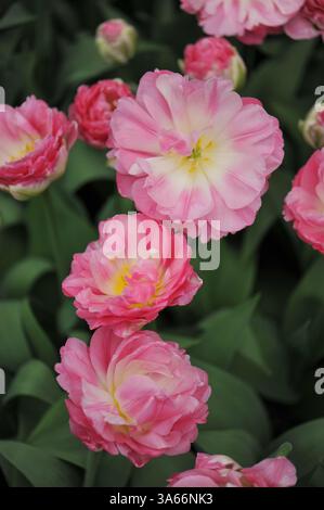 Rosa und weiße Pfingstrosen blühende Doppel-SpätTulpen (Tulipa) Pink Size blüht im April in einem Garten Stockfoto
