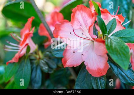 Azalea (Rhododendron) mit roten weißen Blüten Stockfoto