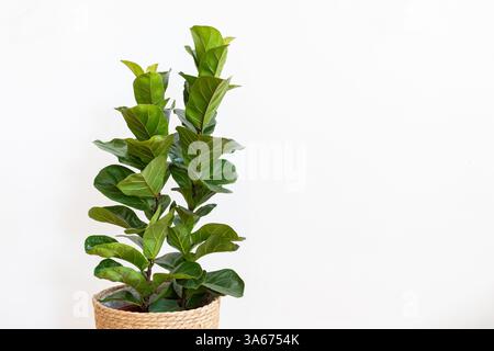 Ficus lyrata Bambino (Zwergfiddle Leaf Fig.) Stockfoto
