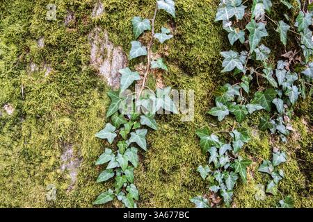 Grüner Efeu, der auf Waldfelsen wächst, bedeckt mit Moos Stockfoto