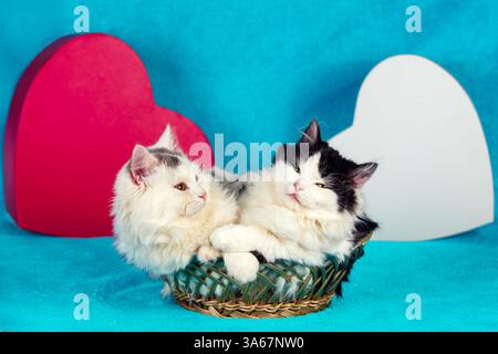 Zwei süße kleine Kätzchen, die in einem Korb auf einer blauen Decke liegen, mit zwei großen roten und weißen Herzen Stockfoto