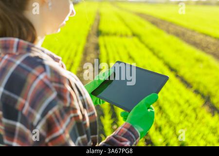 Eine Agronomin mit einem digitalen Tablet in der Hand überprüft junge Triebe auf dem Feld. Eine Farmerin, die eine moderne Tablette benutzt, kontrolliert ihr Wachstum Stockfoto