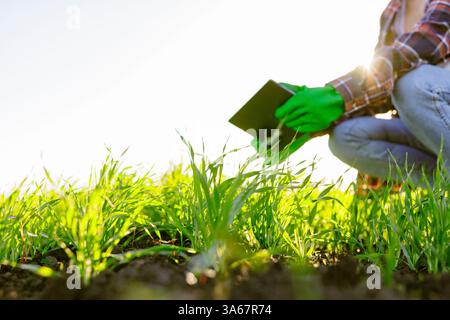 Eine Agronomin mit einem digitalen Tablet in der Hand überprüft junge Triebe auf dem Feld. Eine Farmerin, die eine moderne Tablette benutzt, kontrolliert ihr Wachstum Stockfoto