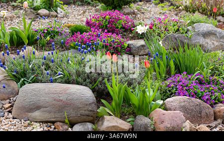 Üppiger Steingarten in voller Blüte mit bunten Tulpen, Narzissen und verschiedenen Frühlingsblumen inmitten von Natursteinanordnungen, die ein lebendiges A schaffen Stockfoto