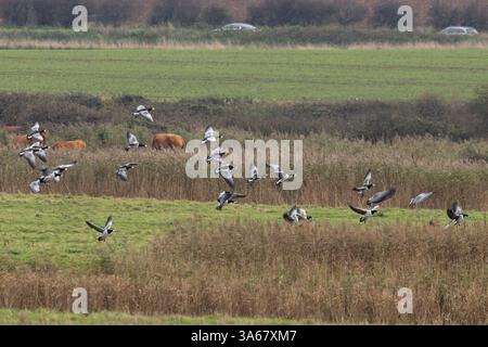 Barnacle Goose (Branta leucopsis) Herde, die im November 2024 nach Norfolk fliegt Stockfoto
