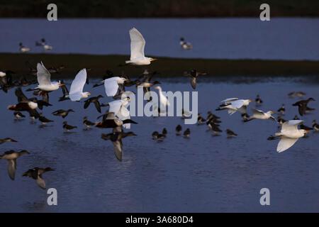 WESTERN Cattle Egret (Bubulcus ibis) Fliegen & Teal Norfolk Oktober 2024 Stockfoto
