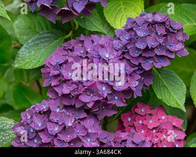 Nahaufnahme von Regentropfen auf den Blüten der Hortensie „Purple Triumph“ in einem britischen Garten Stockfoto