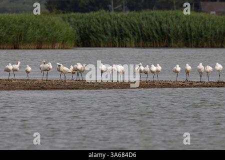 Eurasischer Löffelschnabel (Platalea leucorodia) Herde Lincolnshire Juli 2024 Stockfoto