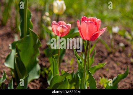 Zwei pinkfarbene Tulpen in den Sonnenstrahlen des Frühlings. Stockfoto