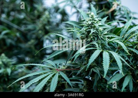 Lebendige Cannabispflanzen gedeihen unter der Sonne und zeigen dichte Knospen und grüne Blätter. Stockfoto
