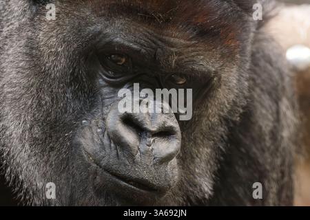 Nahaufnahme eines Silberrückengorillas in einer nachdenklichen Haltung Stockfoto