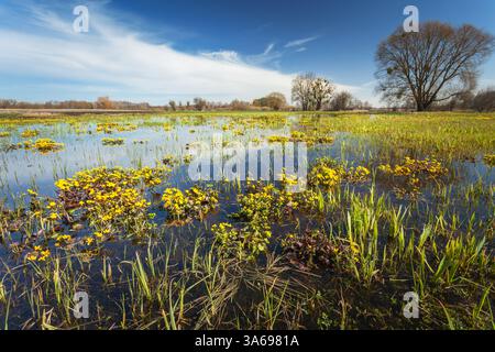 Eine feuchte Wiese mit SumpfRingelblumen, Märztag, Ostpolen Stockfoto