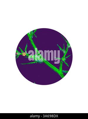 Aus nächster Nähe sehen Sie einen Dornenstamm mit scharfen Dornen und kleinen Blüten vor einem leuchtend violetten Hintergrund, der die komplizierten Details der Natur hervorhebt. Klassische Kunst mit modernem Touch, neu interpretiert von Artotop, verwandelt Salsola Kali, Feigensalz Stockfoto
