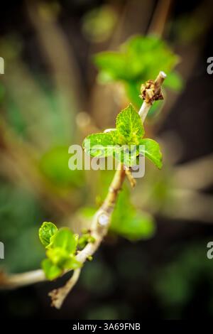 Frische, grüne Blätter, die aus einem Zweig hervorragen, symbolisieren neues Wachstum und Erneuerung. Ein Wassertropfen auf dem Blatt verstärkt das lebendige und organische Gefühl von s Stockfoto