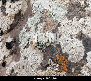 Das Foto zeigt verschiedene Arten von Flechten, die auf der Oberfläche eines Felsens wachsen. Die Flechten haben verschiedene Formen, Farben und Texturen: Von hellen Gramm Stockfoto
