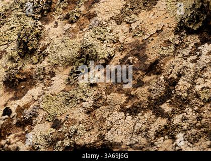 Das Foto zeigt verschiedene Arten von Flechten, die auf der Oberfläche eines Felsens wachsen. Die Flechten haben verschiedene Formen, Farben und Texturen: Von hellen Gramm Stockfoto