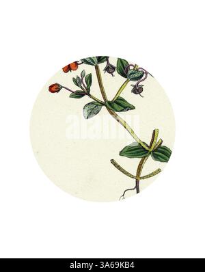 Eine detaillierte botanische Illustration zeigt eine blühende Pflanze mit zarten Orangenblüten und leuchtend grünen Blättern, die in einem kreisförmigen Rahmen detailreich festgehalten wird. Klassische Kunst mit modernem Touch, neu gestaltet von Artotop, verwandelt Anagallis Arvensis Var. Phönicia Scharlach Pimpernel Stockfoto