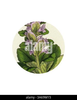 Eine detaillierte Illustration einer blühenden Pflanze mit leuchtenden violetten Blüten und üppig grünen Blättern, die die komplizierten Texturen des Laubs und der Blütenblätter vor einem weichen, neutralen Hintergrund zeigt. Klassische Kunst mit modernem Touch, neu interpretiert von Artotop, verwandelt Ajuga Pyramidalis Pyramidal Bugle Stockfoto