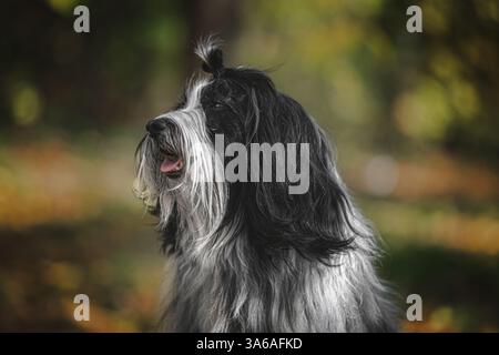 Nahaufnahme eines tibetischen Terrierhundes im Freien Stockfoto