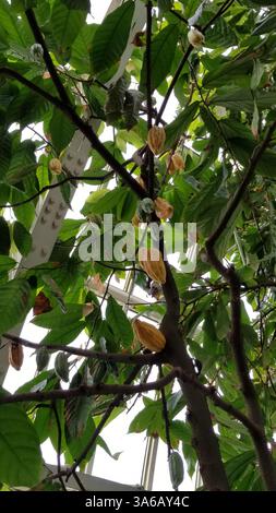 Kakaobohnen-Schoten wachsen auf einem Baum in einem tropischen Gewächshaus mit üppigem Grün Stockfoto
