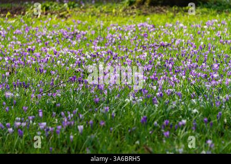 Lila Krokusblüten in der Blüte Stockfoto