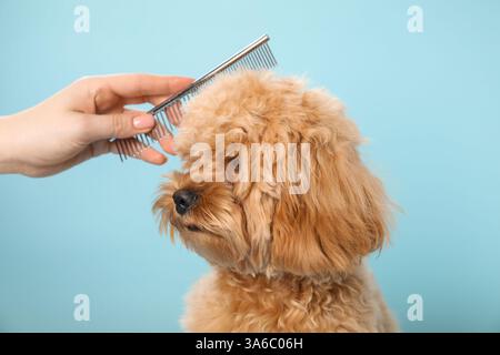 Trauzeuge kämmen süßes Hundehaar auf hellblauem Hintergrund, Nahaufnahme Stockfoto
