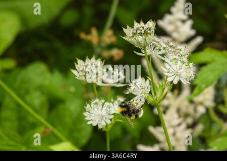 Astrantia Snow Star Flowers & White-Tail Hummel (Bombus lucorum) Close-up - Öko English Country Garden Flowerbed, West Yorkshire, England Großbritannien. Stockfoto
