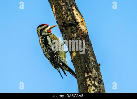 Ein Gelbbauchsauger (Sphyrapicus varius), der auf einem Baum voller sap-Löcher pickt. Kuba. Stockfoto